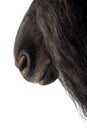 The head of a black frieze horse is close-up. Mouth and nostrils of a stallion with a long giva. Royalty Free Stock Photo
