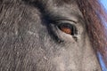 Head of a black frisian horse with mane and a brown eye at a blue sky Royalty Free Stock Photo