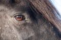 Head of a black frisian horse with mane and a brown eye at a blue sky Royalty Free Stock Photo