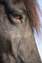 Head of a black frisian horse with mane and a brown eye at a blue sky Royalty Free Stock Photo
