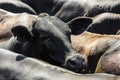 Head of a black ox in a moving herd