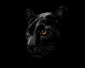 Head of a black panther Royalty Free Stock Photo