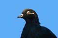 Head of a black pigeon on a blue background. Isolate. View from below in summer in nature