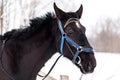 Head of black saddled riding horse on leash at stall in winter season