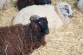 black sheep in the flock of white sheeps Royalty Free Stock Photo