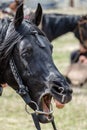 Head of a black suit horse with grinned teeth.