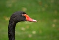 Head of a black swan on a background of green grass close-up. Side view Royalty Free Stock Photo