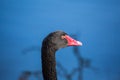 The head is black Swan on blurred blue background. Close-up Royalty Free Stock Photo
