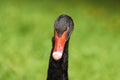 Head of black swan close-up Royalty Free Stock Photo