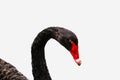 Head of Black Swan isolated Royalty Free Stock Photo