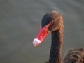 Head of a black swan with red beak and water drops on its head. Royalty Free Stock Photo