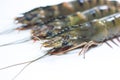 The Head of a Black Tiger Prawn on a White Background Royalty Free Stock Photo