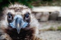 Head of black vulture closeup outdoor Royalty Free Stock Photo