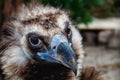 Head of black vulture closeup outdoor Royalty Free Stock Photo