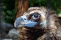 Head of black vulture closeup outdoor Royalty Free Stock Photo