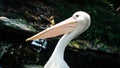 head of a black and white Australian Pelican Royalty Free Stock Photo