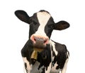 Head of black and white cow