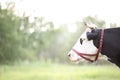 The head of a black and white cow close-up Royalty Free Stock Photo