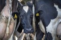 Head of a black and white cow compressed between the udders tails and backside of other cows in a stable Royalty Free Stock Photo