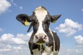 Head of a black and white cow, friesian holstein, penetrating gaze, standing under a blue sky with clouds and a faraway straight