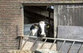 The head of a black white cow looks sleepily outside from the doorway of an old stable