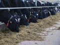 The head of a black and white cow in a paddock on a dairy farm Royalty Free Stock Photo