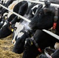 The head of a black and white cow in a paddock on a dairy farm Royalty Free Stock Photo