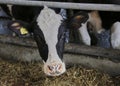 The head of a black and white cow in a paddock on a dairy farm Royalty Free Stock Photo