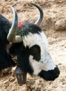 Head of black and white yak with cowbell Royalty Free Stock Photo