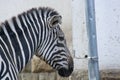 Head of black white zebra. Nature of the zebra