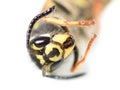 Head of black and yellow Norwegian wasp Dolichovespula norwegica