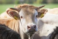 Head of blonde d`aquitaine calf that looks at camera Royalty Free Stock Photo