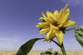 Head of a blooming sunflower flower on a background of blue sky and a field of ripe wheat Royalty Free Stock Photo