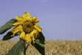 Head of a blooming sunflower flower on a background of blue sky and a field of ripe wheat Royalty Free Stock Photo