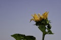 Head of a blooming sunflower flower close-up on a background of blue sky and a field of ripe wheat Royalty Free Stock Photo