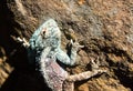 Head of blue headed lizard