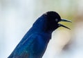 The Head of a Boat Tailed Grackle