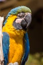 Head and body of parrot on a tree looking aside Royalty Free Stock Photo
