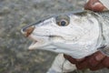Head of Bonefish with Fly in its Mouth Royalty Free Stock Photo