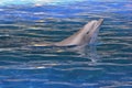 Head of bottlenose dolphin Royalty Free Stock Photo