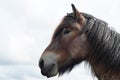 Head of brabant draft horse Royalty Free Stock Photo