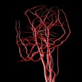 Head and Brain Arteries Royalty Free Stock Photo