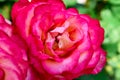 Head of bright magenta rose close-up. White-pink decorative flower Royalty Free Stock Photo