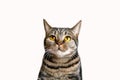 The head of british short hair cat with bright yellow eyes looking up. Tabby color ÃÂute cat isolated on white background. Royalty Free Stock Photo