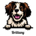 Head Brittany - dog breed. Color image of a dogs head isolated on a white background