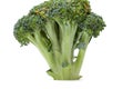 Head of broccoli on white background
