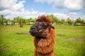 Head of the brown alpaca