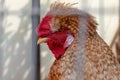 A head of a brown cock with big red comb close up behind metal fence of a cage in the farm Royalty Free Stock Photo