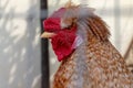 A head of a brown cock with big red comb close up behind metal fence of a cage in the farm Royalty Free Stock Photo