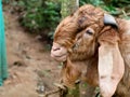 Head of a brown color Jamnapari male goat, close up shot Royalty Free Stock Photo